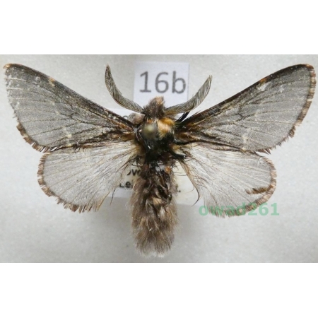 Poecilocampa populi (Linnaeus, 1758) male Barczatka osinówka Czech16b